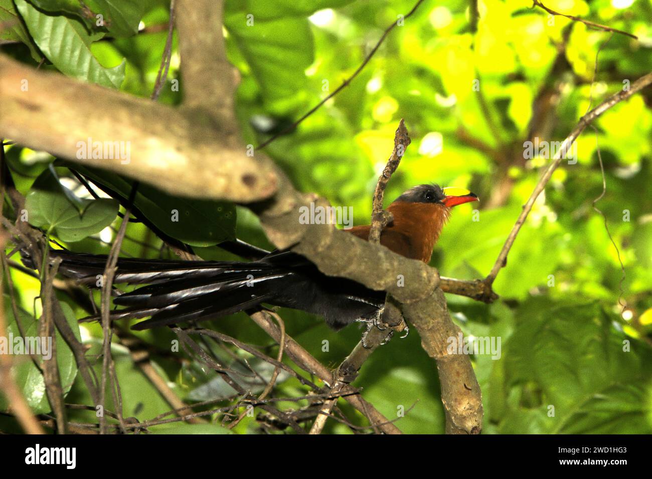 Eine in Sulawesi endemische Kuckuckshaube (Rhamphococcyx calyorhynchus) ist im Tiefland des Tangkoko Nature Reserve in Nord-Sulawesi, Indonesien, zu sehen. Steigende Temperaturen haben zu ökologischen, verhaltensbezogenen und physiologischen Veränderungen der Tierarten und der Artenvielfalt geführt, so ein artikel vom 12. Januar 2024 auf IUCN.org. „Die Auswirkungen des Klimawandels auf selbst kleinste Arten können Ökosysteme bedrohen“, schrieben die Herausgeber. Warum ist das wichtig? „Zusätzlich zu ihrem intrinsischen Wert spielen Arten eine wesentliche Rolle in Ökosystemen, die ihrerseits wichtige Dienste für... Stockfoto