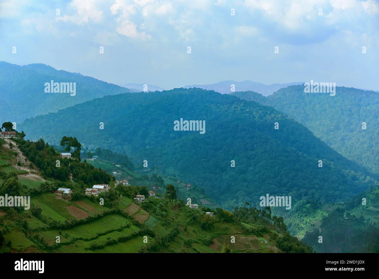 Wohnraum und Ernten entlang der Grenzen des Regenwaldes. Bwindi Inpenetrable Forest NP, Uganda Stockfoto