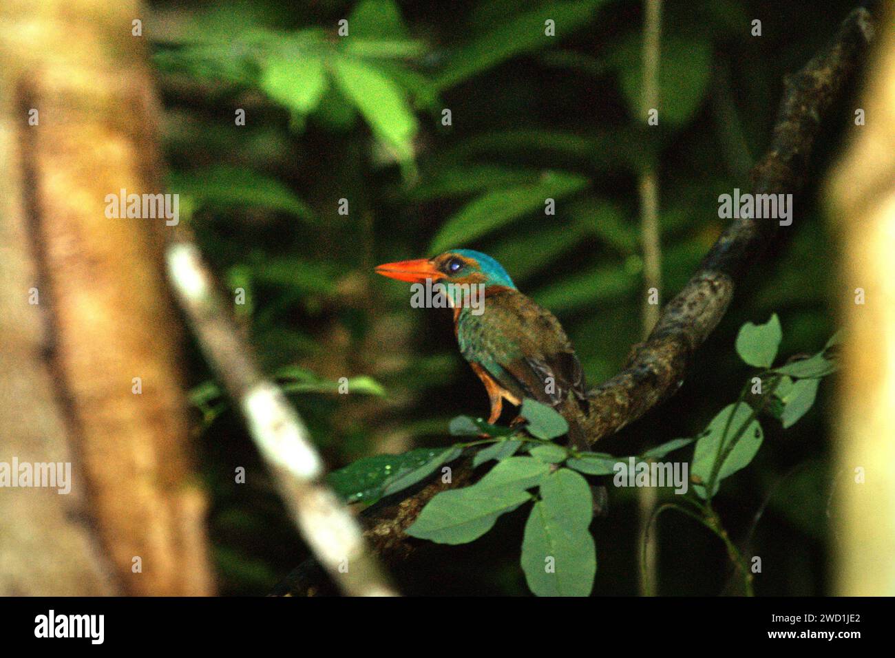 Ein eisvogel mit grünem Rücken (Actenoides monachus) im Tangkoko Nature Reserve, Nord-Sulawesi, Indonesien. Steigende Temperaturen haben zu ökologischen, verhaltensbezogenen und physiologischen Veränderungen der Tierarten und der Artenvielfalt geführt, so ein artikel vom 12. Januar 2024 auf IUCN.org. „Die Auswirkungen des Klimawandels auf selbst kleinste Arten können Ökosysteme bedrohen“, schrieben die Herausgeber. Warum ist das wichtig? „Zusätzlich zu ihrem intrinsischen Wert spielen Arten eine wesentliche Rolle in Ökosystemen, die wiederum lebenswichtige Dienste für den Menschen erbringen“, fügten sie hinzu. Der Tangkoko-Wald erwärmt sich. "Zwischen 2012 und 2020, ... Stockfoto