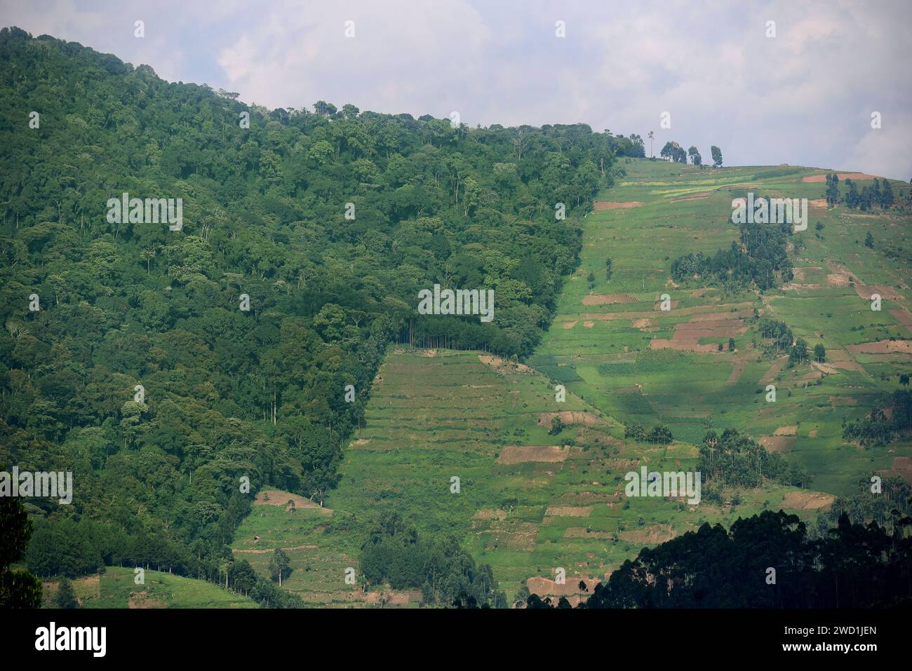 Entwaldung entlang der Grenzen des Regenwaldes. Bwindi Inpenetrable Forest NP, Uganda Stockfoto