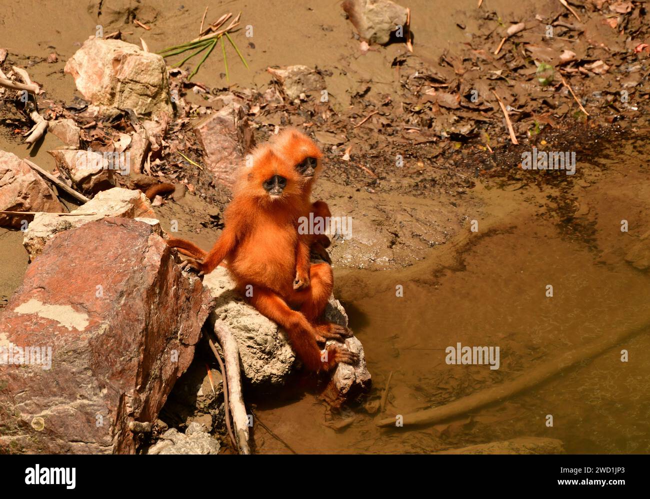 Zwei junge Red Leaf Affe (Presbytis rubicunda), die in einem Fluss sitzen. Bank. Sabah, Borneo Stockfoto