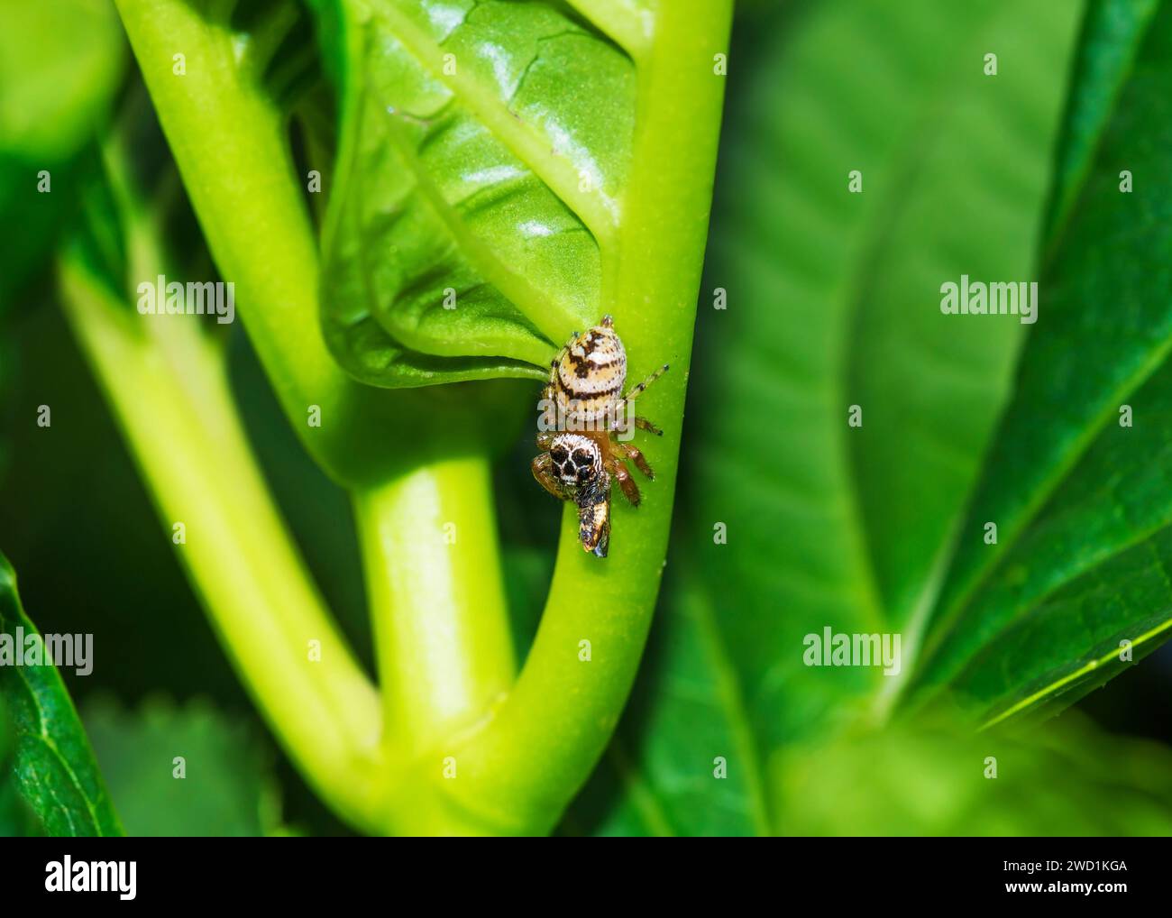 Spinnenschädel Muster Kopf Selten Sehr Wenige Sichtungen Südafrika Stockfoto