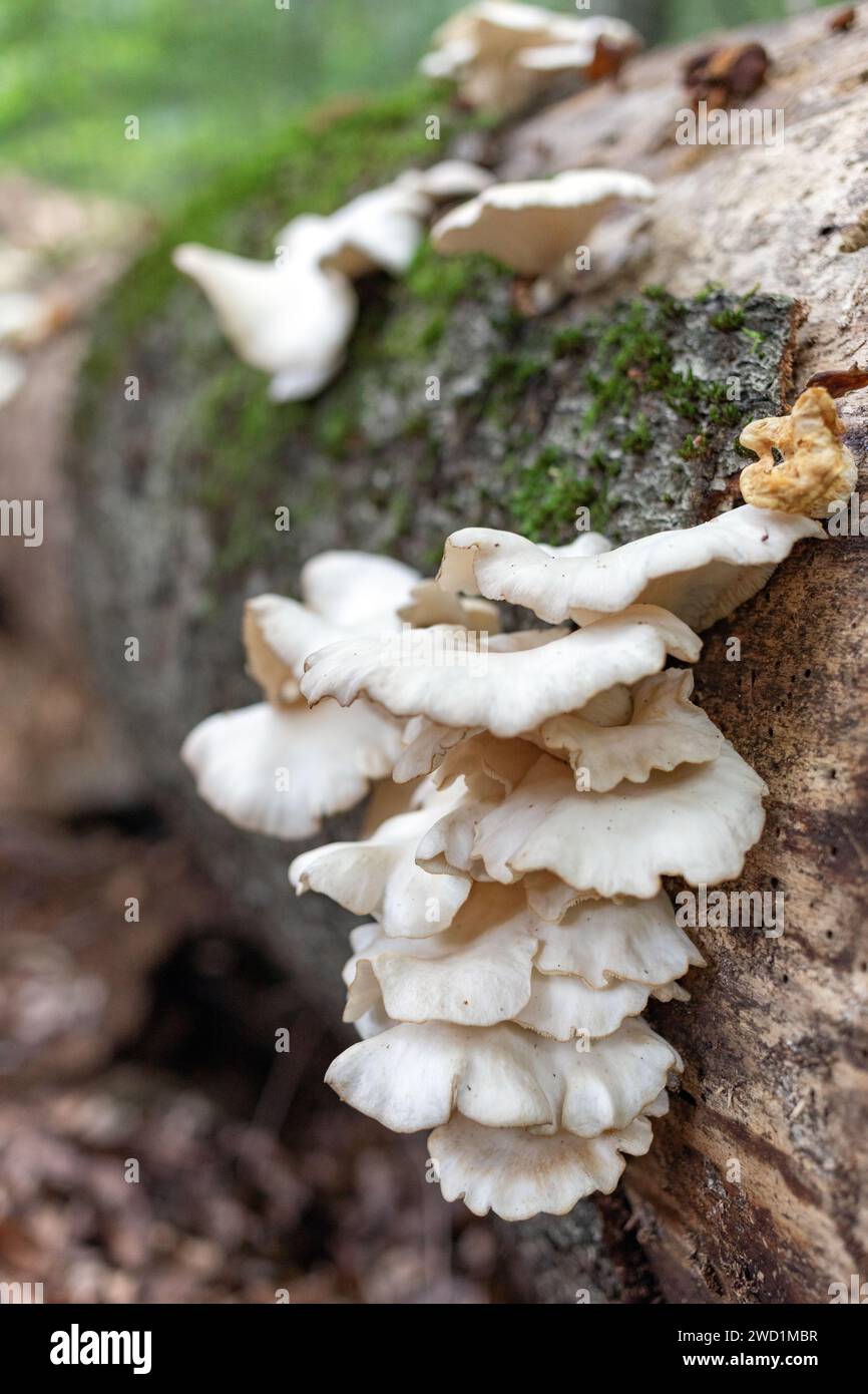 Weißer Totholzpilz auf einem verrottenden Baumstamm im Wald Stockfoto