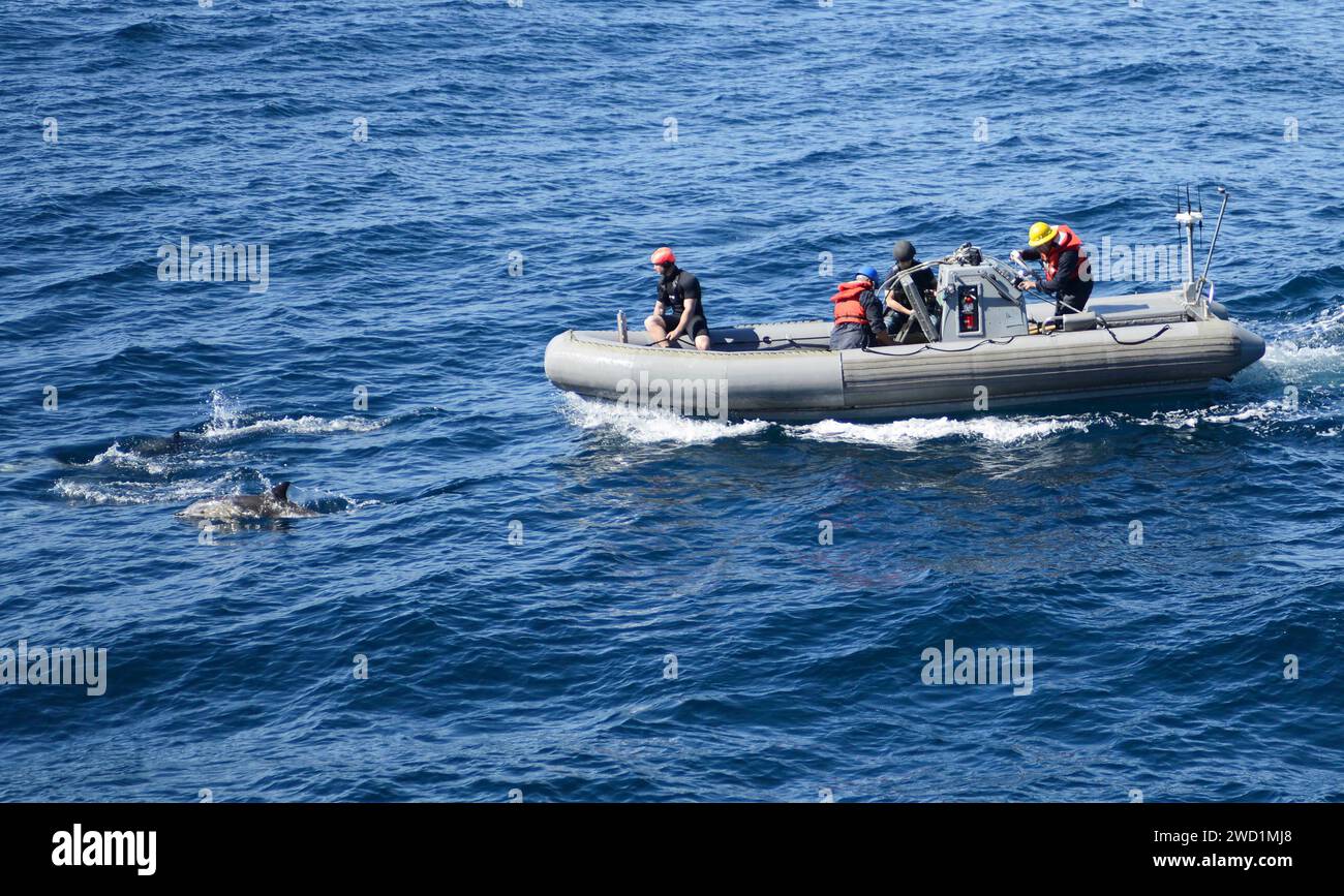 Seeleute beobachten eine Schule von Delfinen von ihrem Schlauchboot aus. Stockfoto