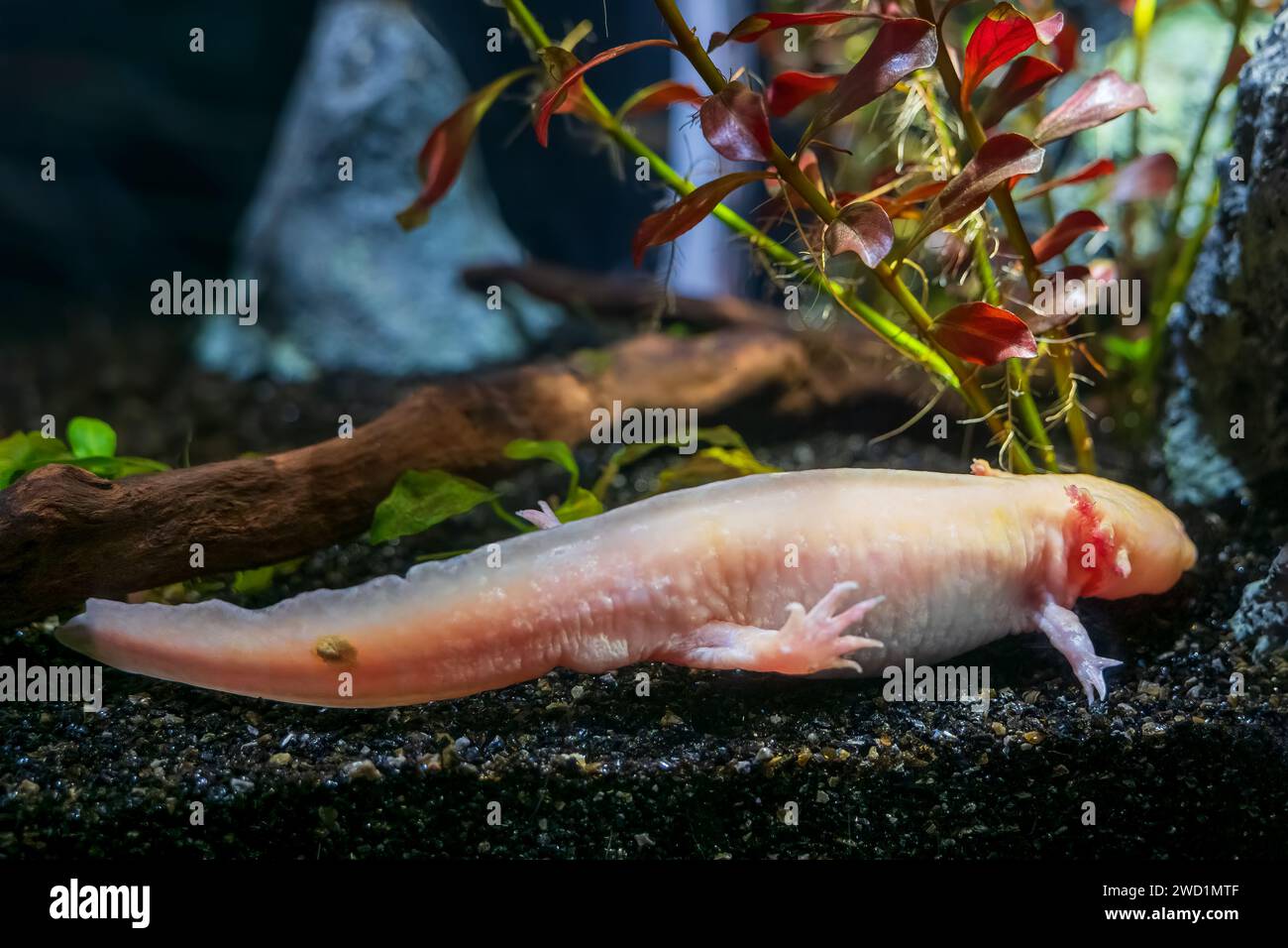 Axolotl Ambystoma mexicanum, paedomorpher Salamander, kritisch gefährdeter Amphibien der Familie Ambystomatidae, endemisch in mexikanischen Seen von Xochim Stockfoto
