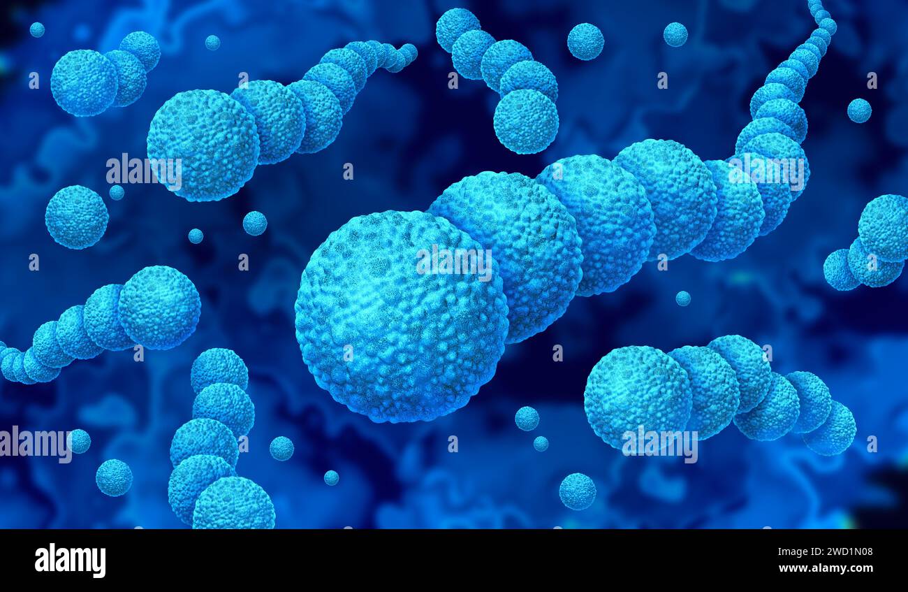 Streptokokkenbakterien und Streptokokkeninfektionen als grampositiver bakterieller Ausbruch als sphärische Streptokokkenzellteilung Stockfoto