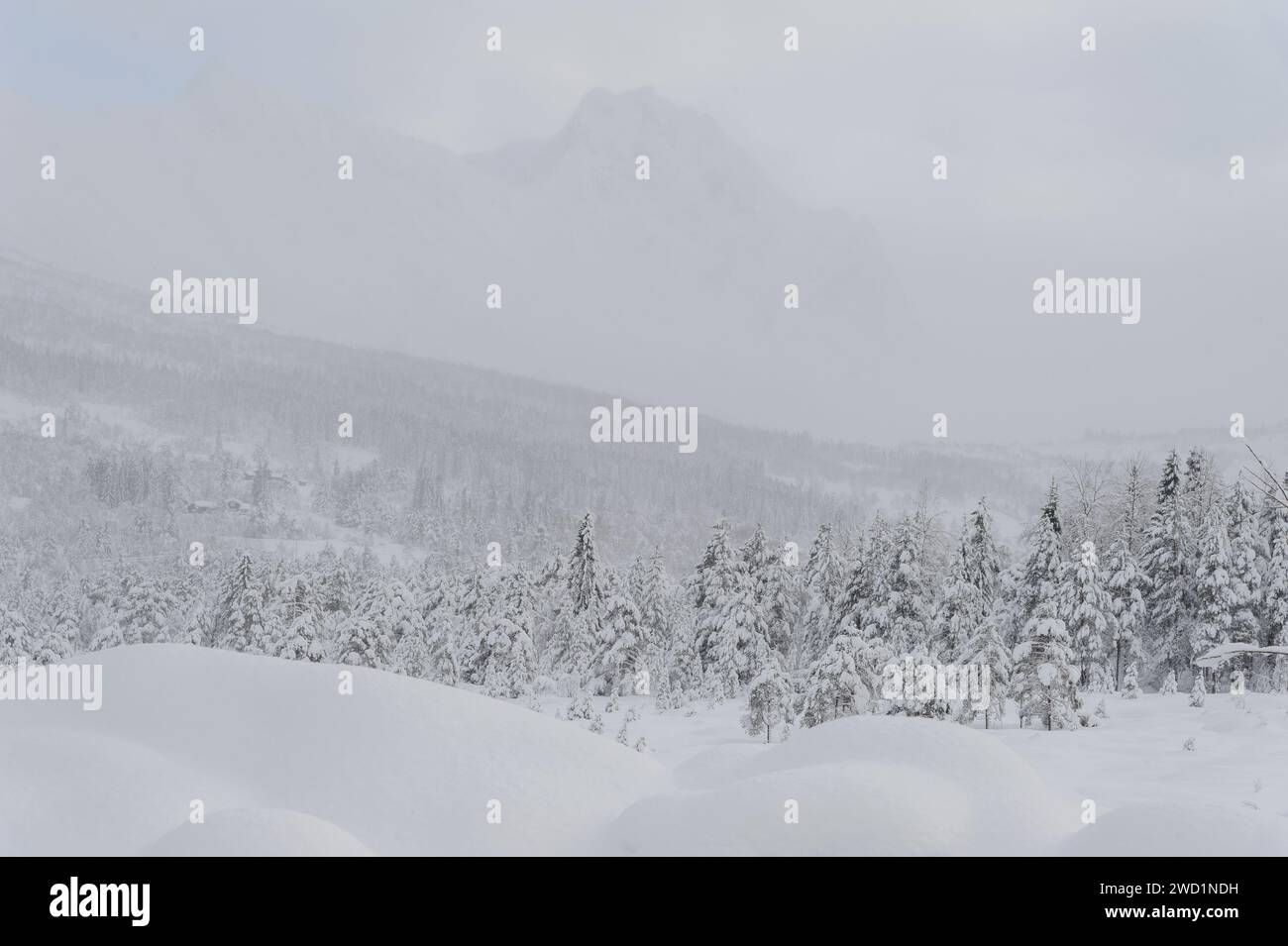 Dieses Bild fängt eine ruhige und friedliche Landschaft mit Schnee ein, mit Bäumen und Hügeln, die kaum durch die absteigenden Gewirr zu sehen sind. Stockfoto
