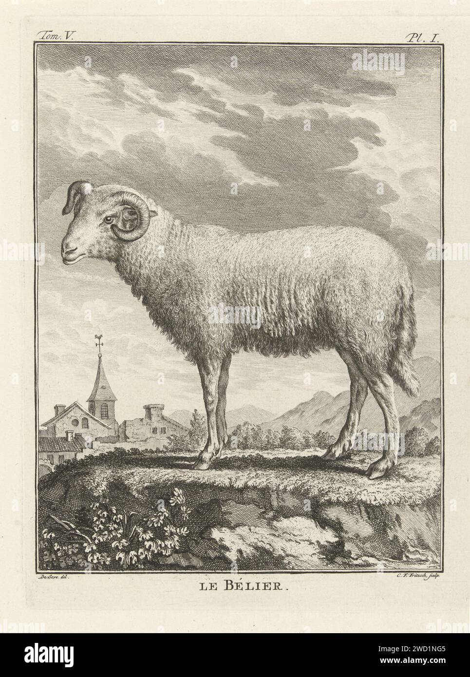 RAM, Christian Friedrich Fritzsch, nach de Sere, 1729–1774 drucken Einen Widder, von der Seite gesehen. Der Kopf wird teilweise zum Betrachter gedreht. Links und rechts oben drucken markiert: Tom.v. - Pl. I. Papierätzzylinder Stockfoto