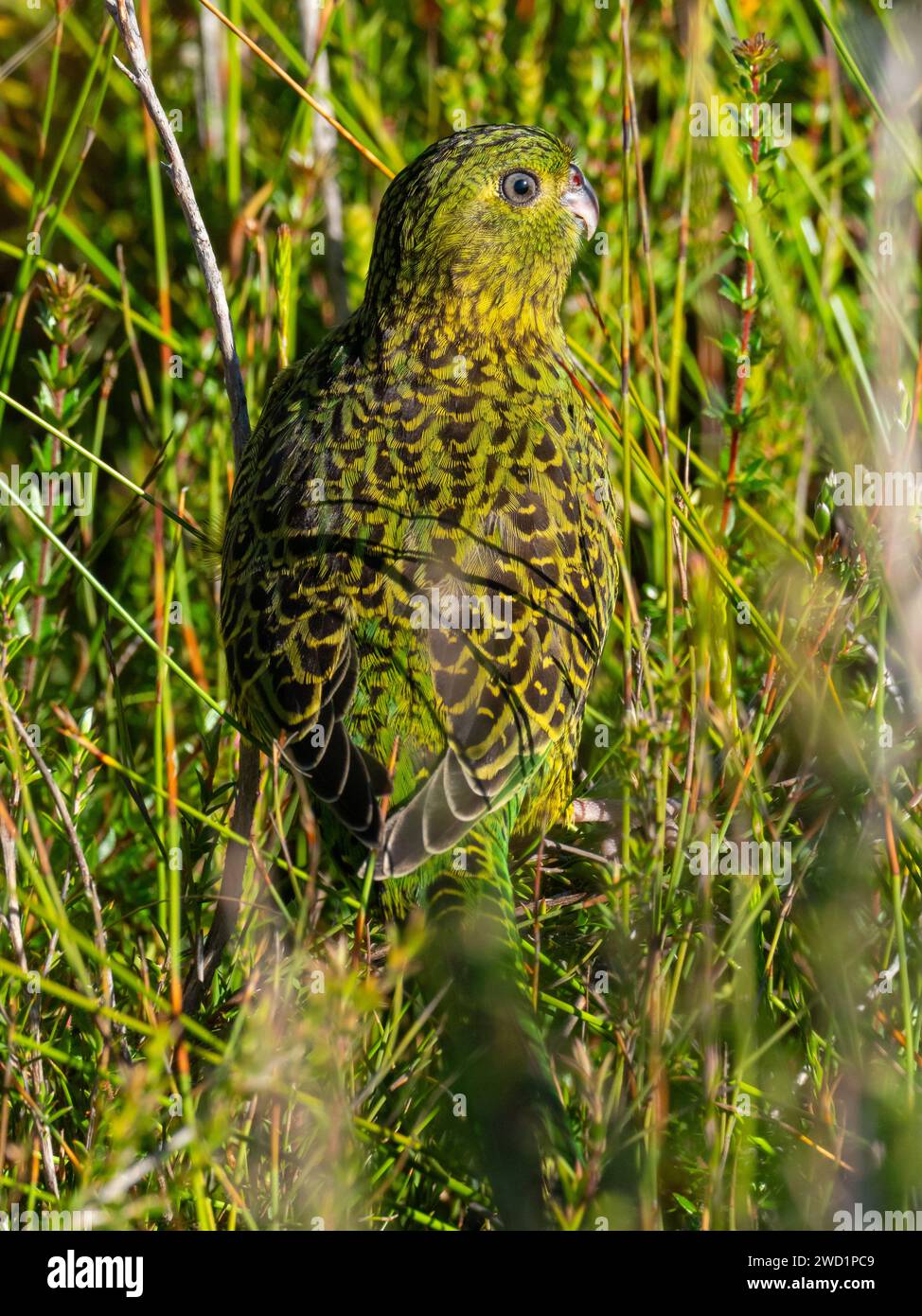 Ground Paprot, Pezoporus wallicus wallicus, in der Küstenseide von Strahan, Tasmanien, Australien Stockfoto