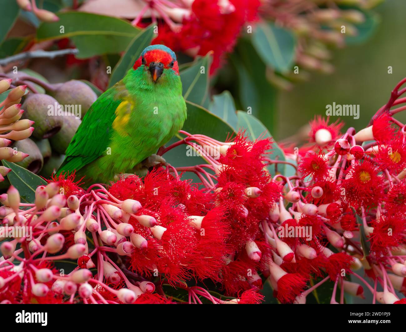 Musk Lorikeet, Glossopsitta concinna, ernährt sich von den Blüten des rotblühenden Kaugummis in Tasmanien, Australien Stockfoto