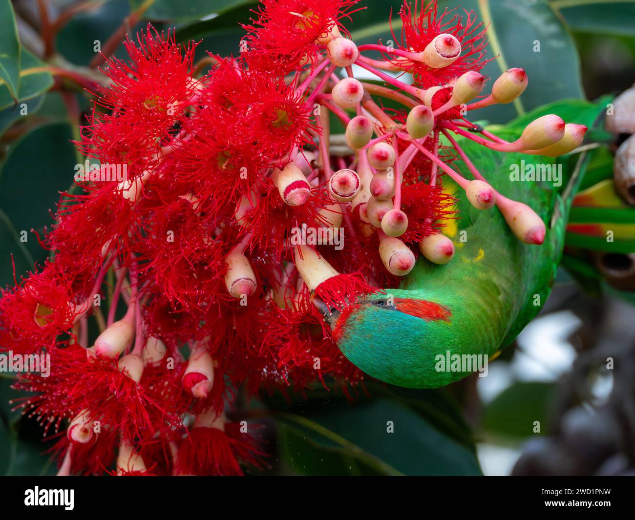 Musk Lorikeet, Glossopsitta concinna, ernährt sich von den Blüten des rotblühenden Kaugummis in Tasmanien, Australien Stockfoto