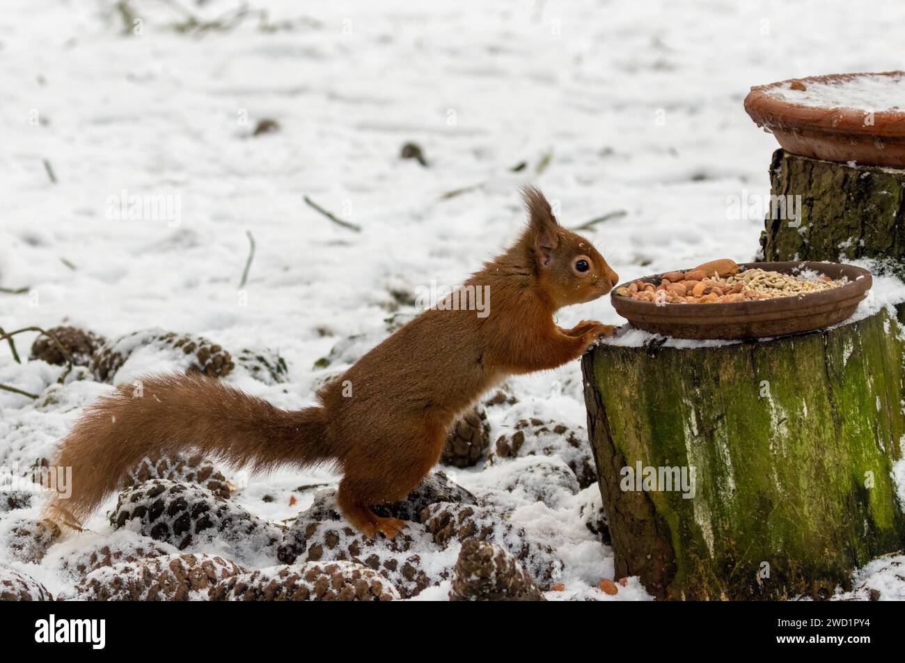 Das hungrige kleine schottische Eichhörnchen isst Erdnüsse von einem Gericht im Wald im Schnee Stockfoto