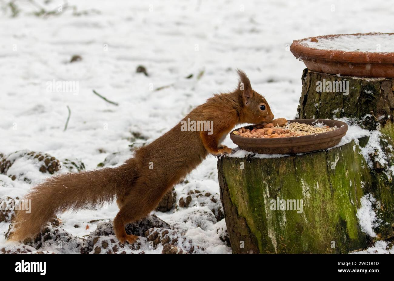 Das hungrige kleine schottische Eichhörnchen isst Erdnüsse von einem Gericht im Wald im Schnee Stockfoto