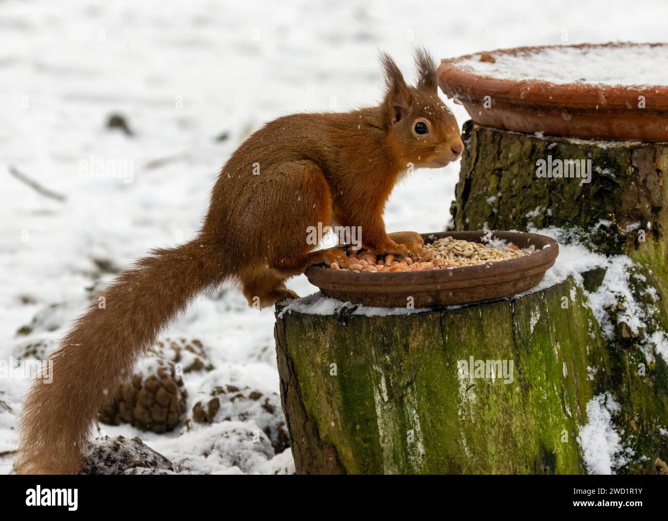 Das hungrige kleine schottische Eichhörnchen isst Erdnüsse von einem Gericht im Wald im Schnee Stockfoto