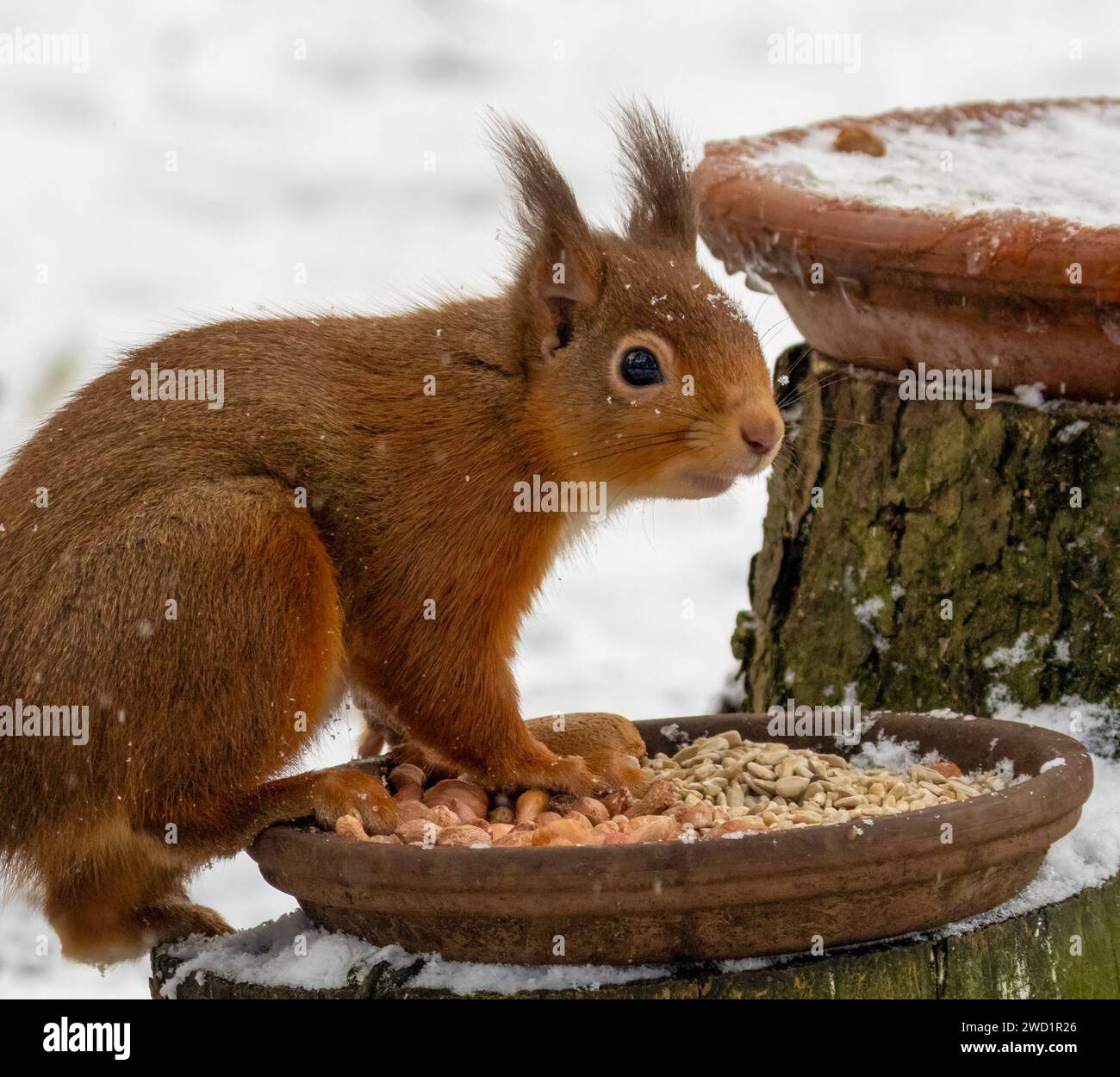 Das hungrige kleine schottische Eichhörnchen isst Erdnüsse von einem Gericht im Wald im Schnee Stockfoto