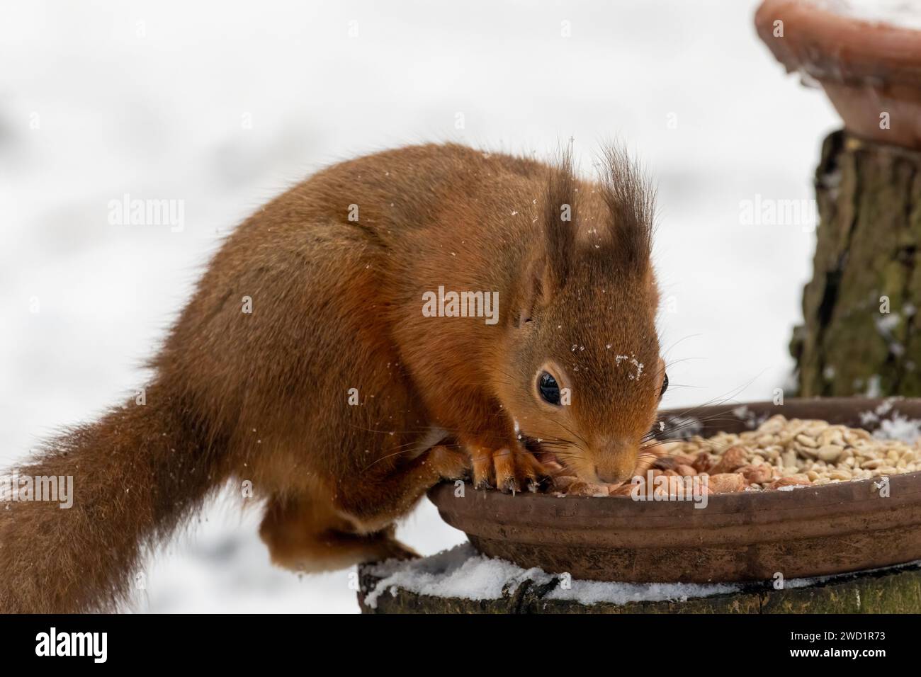 Das hungrige kleine schottische Eichhörnchen isst Erdnüsse von einem Gericht im Wald im Schnee Stockfoto