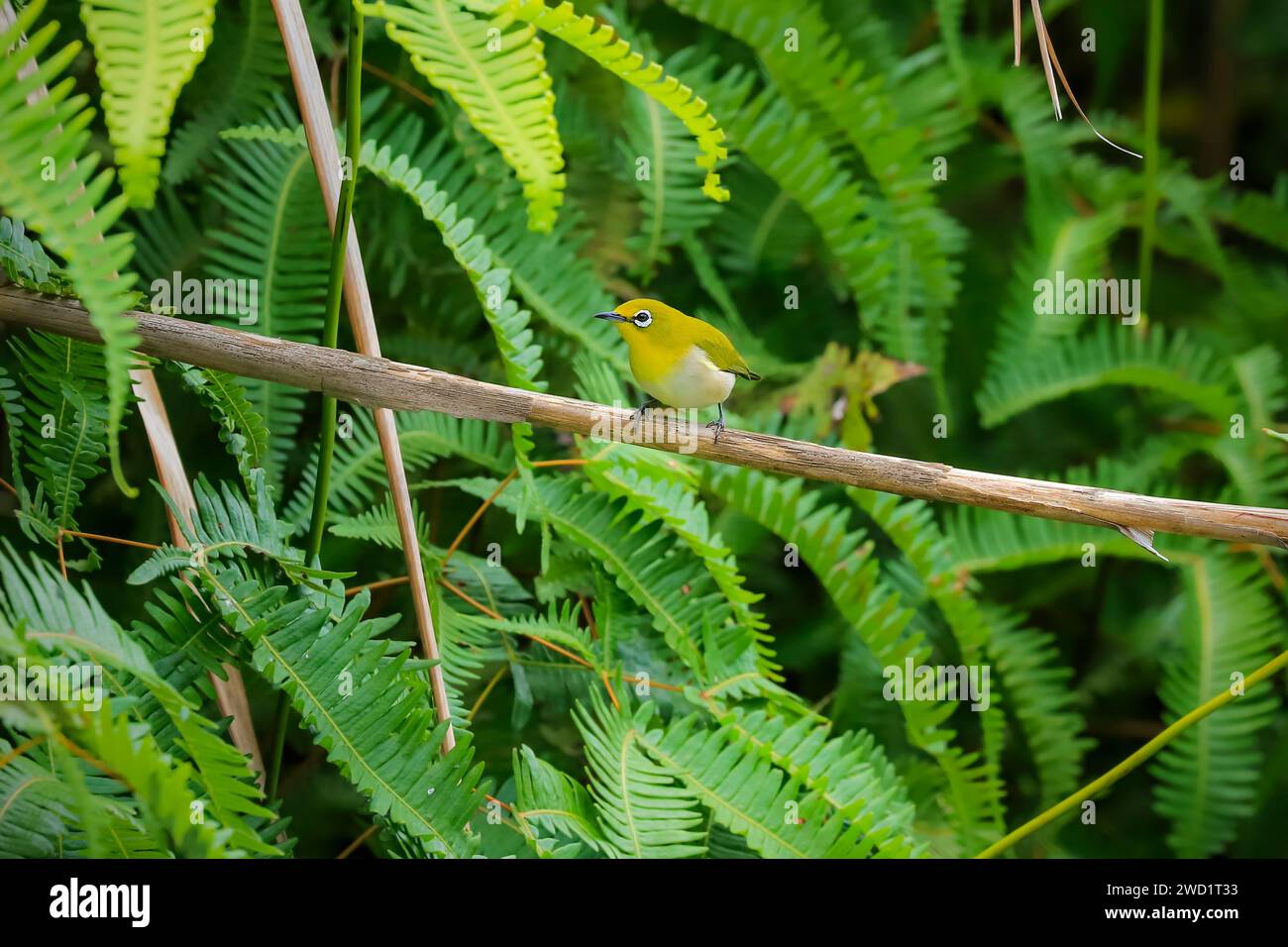 Zosterops japonicus, auch bekannt als japanisches Weißauge oder Bergweissauge, ein kleiner Passerinvogel. Mount Lokon, Tomohon, Nord-Sulawesi, Indonesien Stockfoto