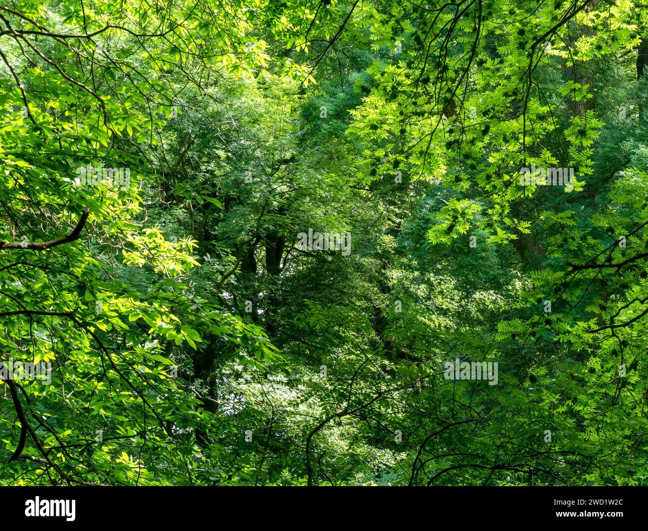 Sonnenlicht durch gemischtes grünes Laub der Baumkronen im Summer Woodland, Derbyshire, England, Großbritannien Stockfoto