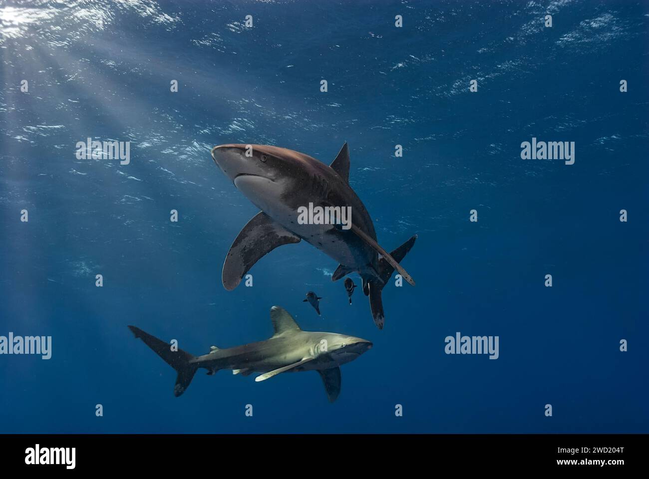 Zwei ozeanische Weißspitzenhaie (Carcharhinus longimanus) schwimmen anmutig im tiefblauen Meer, wobei Sonnenlicht durch die Wasseroberfläche dringt. Stockfoto