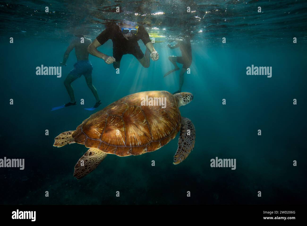 Unterwasserblick von Schnorchlern, die eine grüne Meeresschildkröte (Chelonia mydas) mit Sonnenstrahlen beobachten, die das blaue Wasser durchdringen und die Erkundung der Meereslebewesen zeigen Stockfoto