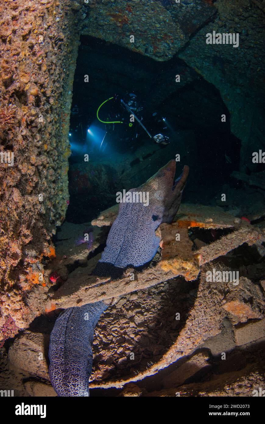 Ein unheimlicher, aber fesselnder Unterwasserblick auf einen Muränen in den schattigen Gegenden eines Schiffswracks, mit einem Taucherlicht, das im Hintergrund ein Leuchten wirft Stockfoto