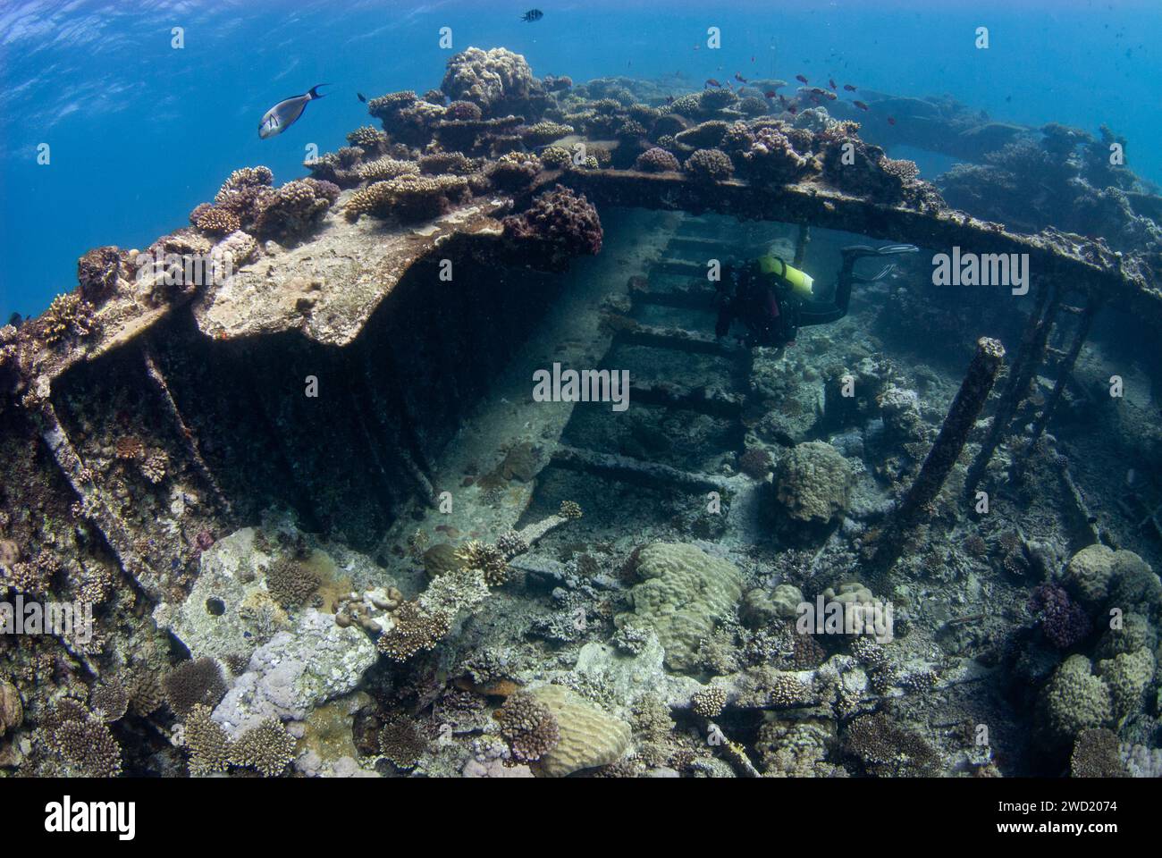 Eine Unterwasserszene im Roten Meer mit einem Taucher, der das berühmte Schiffswrack von Kingston erforscht, umgeben von blühenden Korallenriffen und wimmelnder Mutter Stockfoto