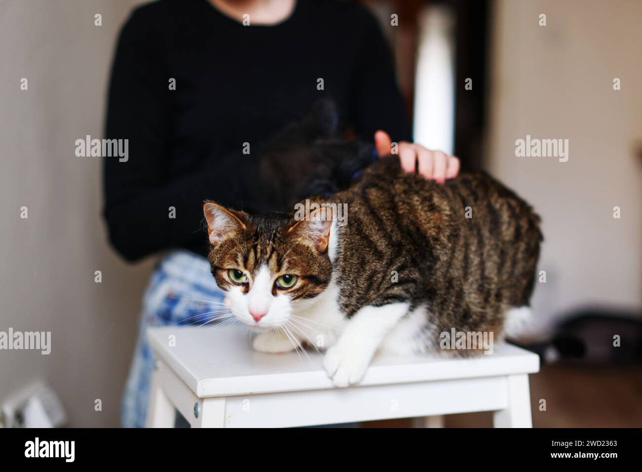 Ein Mädchen kämmt eine graue Katze Chartreuse mit einem Silikonhandschuh. Stockfoto