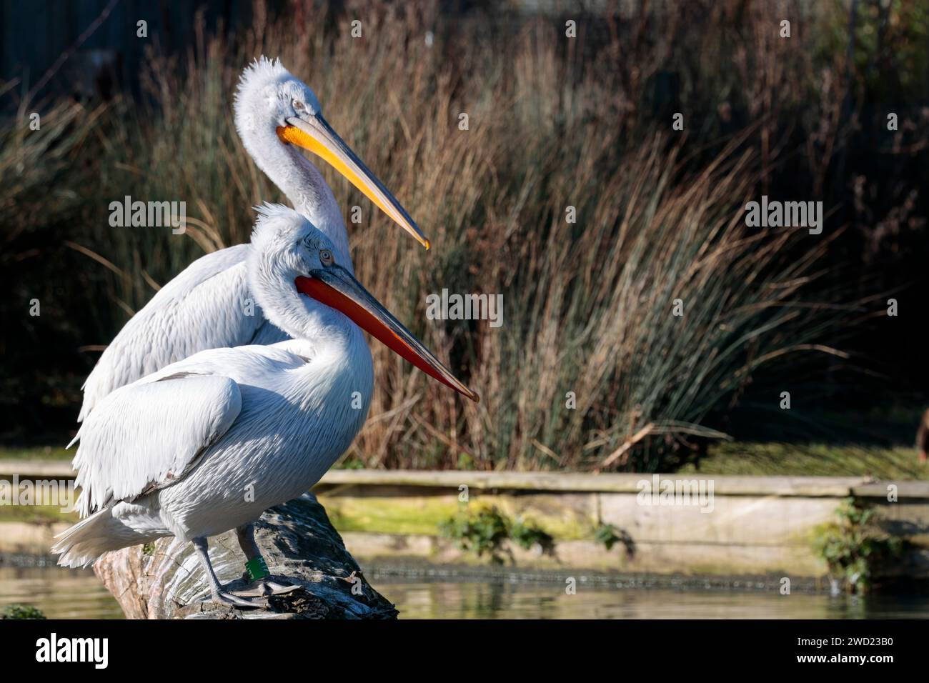 Dalmatinische Pelikane Pelicanus crispus, größter Pelikan zwei in Gefangenschaft gehaltene Vögel große rot-orange gelbe Schwalbe auf der Unterseite dehnt sich aus, um Fische weißgrau zu fangen Stockfoto