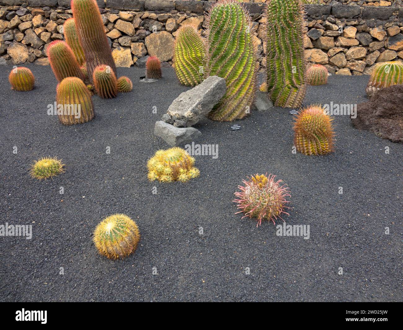 Der Jardín de Cactus ist ein Kaktusgarten im Norden von Guatiza an der Nordostküste Lanzarotes. Beliebte Touristenattraktion. Stockfoto