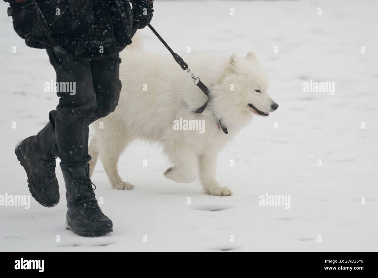 In Whitby geht man mit einem Hund im Schnee spazieren. Hunderte von Schulen sind geschlossen, einige für einen vierten Tag, da in vielen Teilen des Landes Wetterwarnungen einschließlich eines gelben Alarms bestehen bleiben. Bilddatum: Donnerstag, 18. Januar 2024. Stockfoto