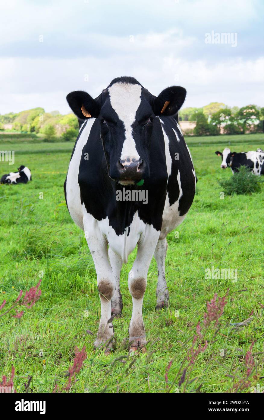 Nahaufnahme von Holsteinkühen auf der Weide Stockfoto