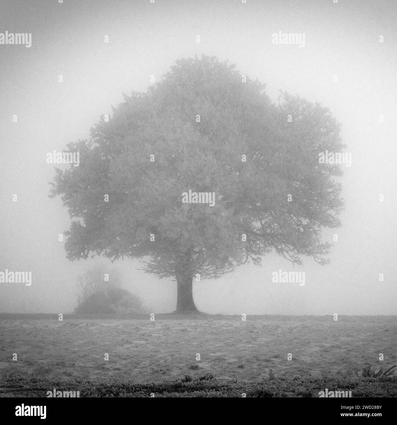 Aubrac-Plateau. Isolierter Baum im Winter. Lozere. Occitanie.Frankreich Stockfoto