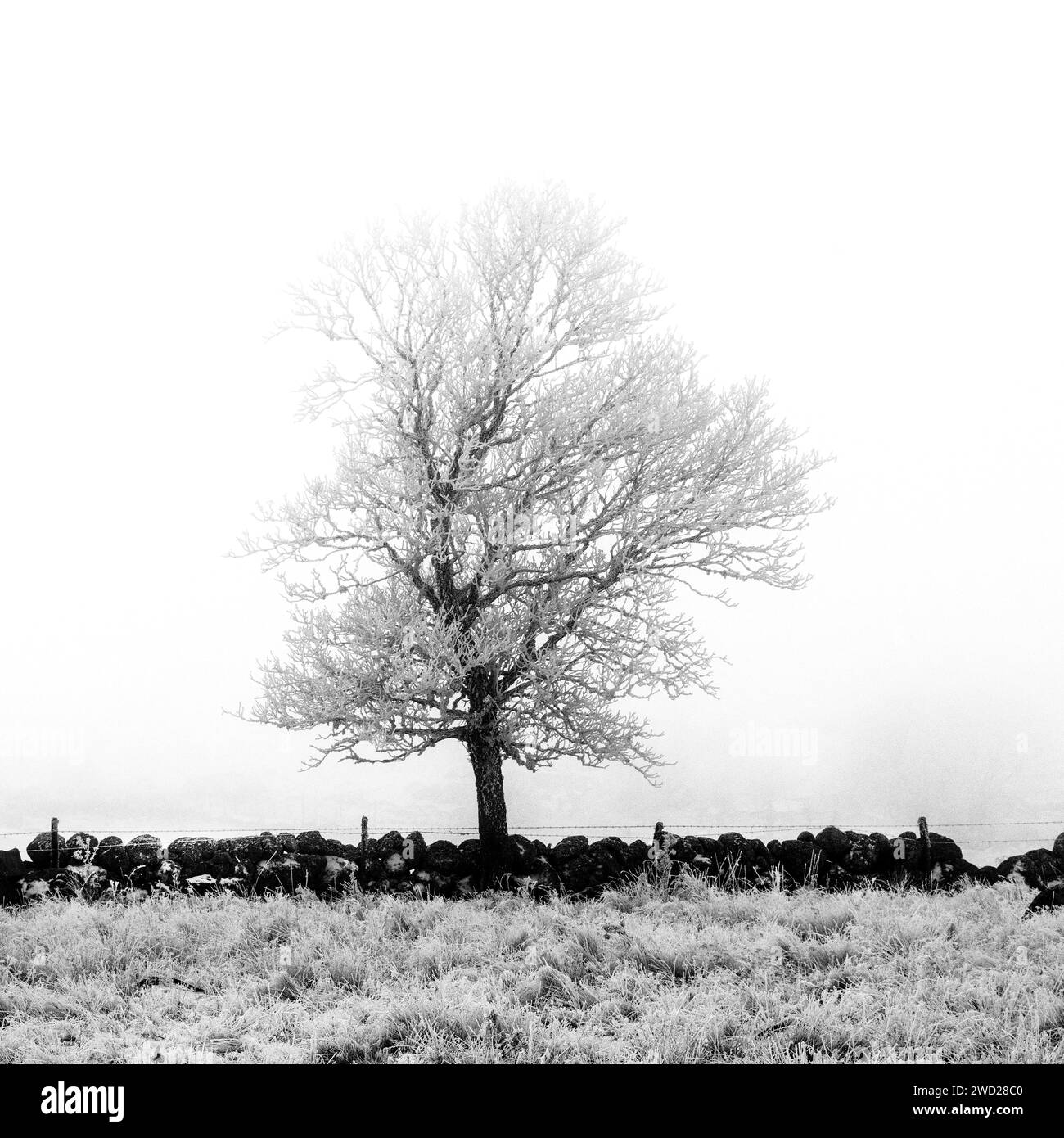 Aubrac-Plateau. Isolierter Baum im Winter. Lozere. Occitanie.Frankreich Stockfoto