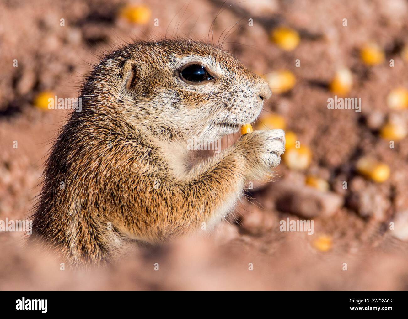 Bodenhörnchen Namibisches Nagetier Stockfoto