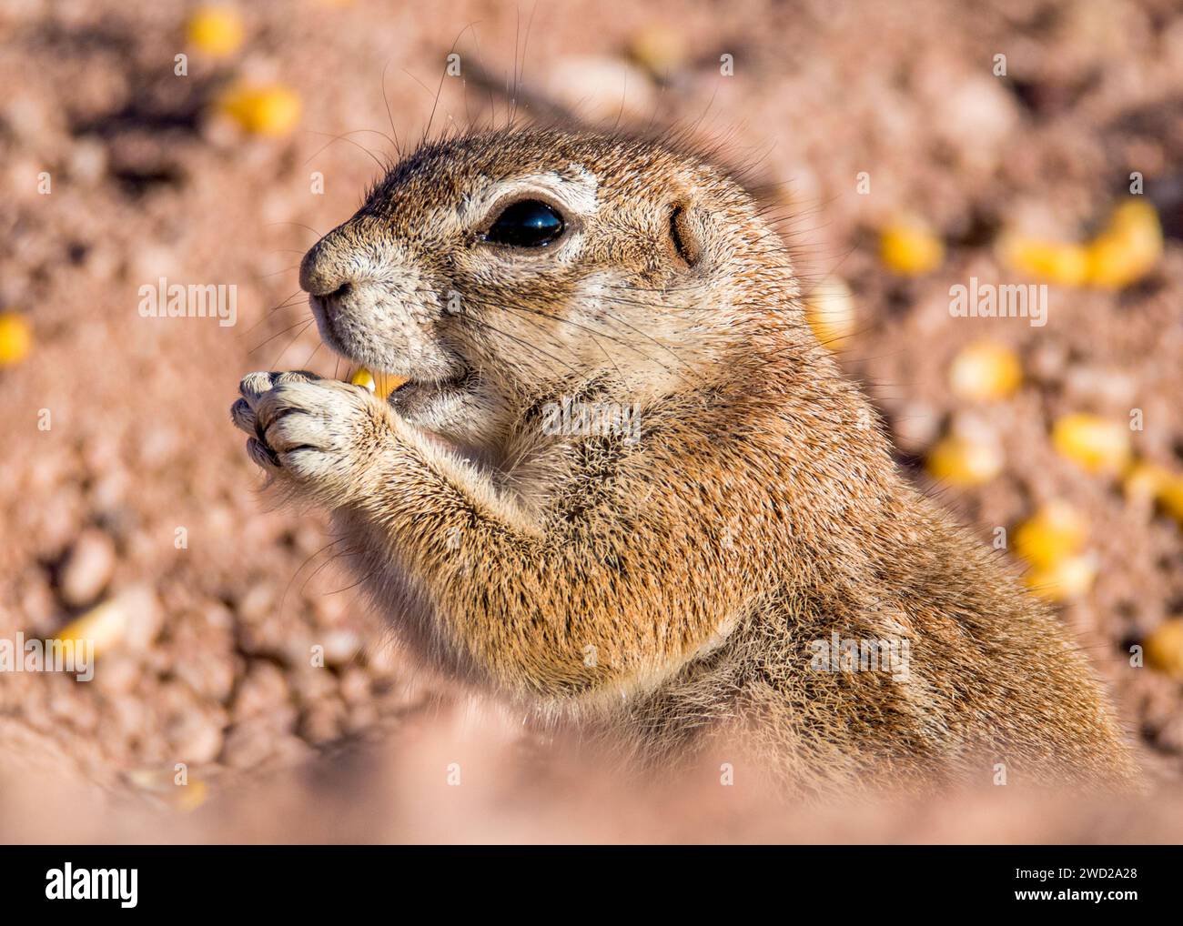 Bodenhörnchen Namibisches Nagetier Stockfoto