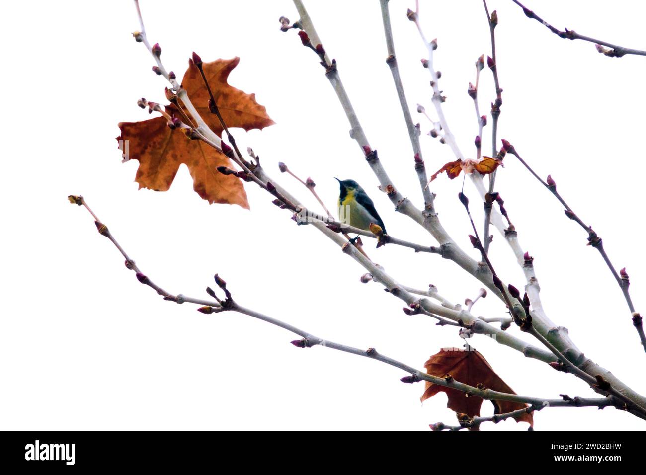 Sonnenvogel (Nectariniidae) auf einem Winter-Platanen-Baum. Shiraz, Iran, Dezember Stockfoto