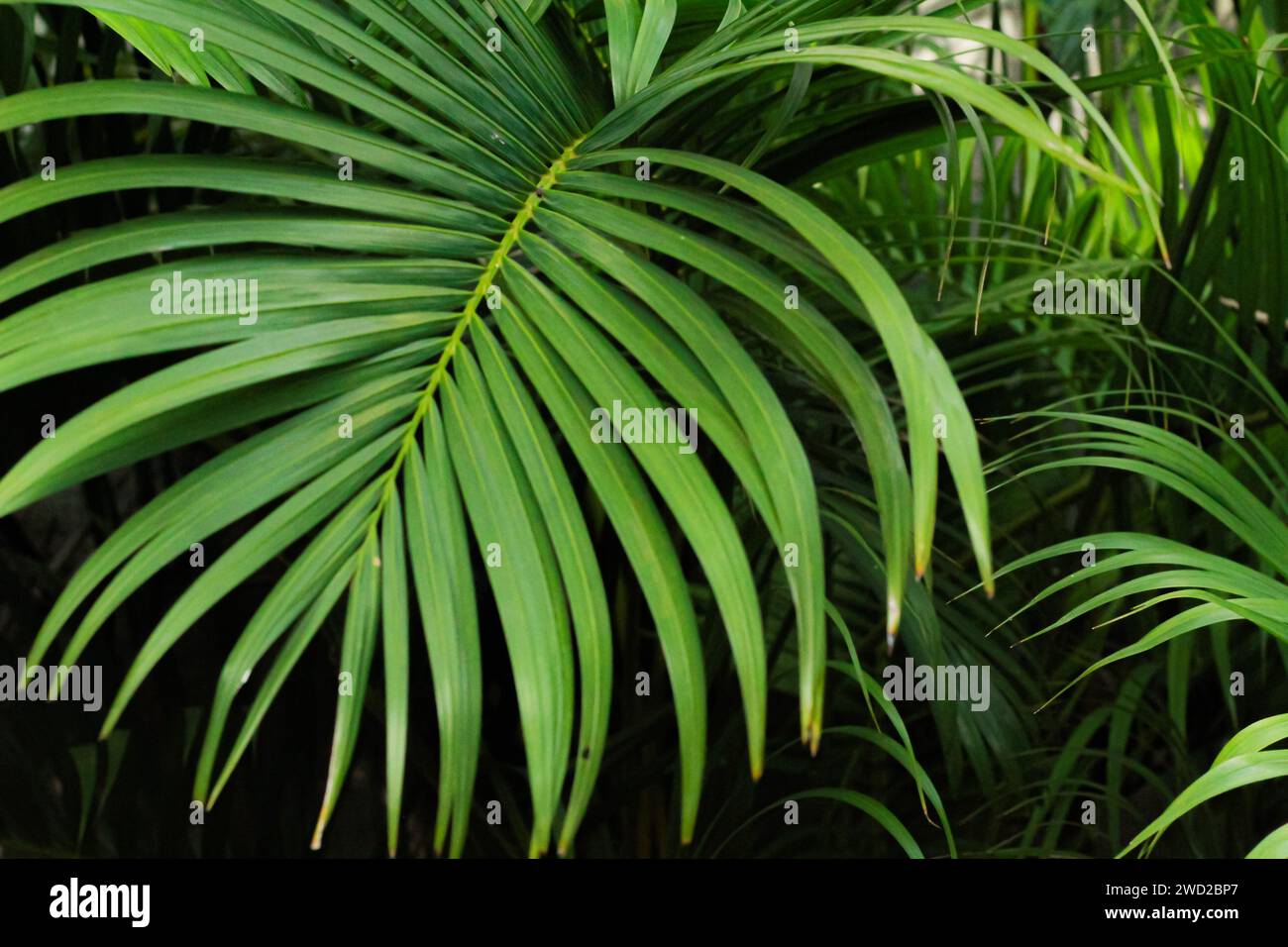 Grüner Palmenblattfotohintergrund Stockfoto