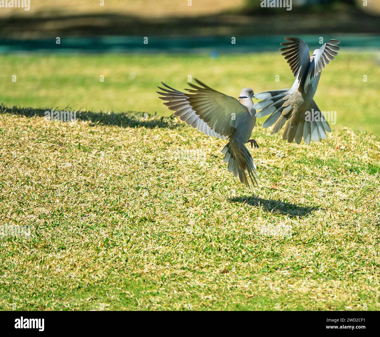 Territoriales Verhalten. Aggressive Demonstrationen und Kämpfe von Männchen der senegalesischen Schildkrötentaube (Streptopelia senegalensis) Stockfoto