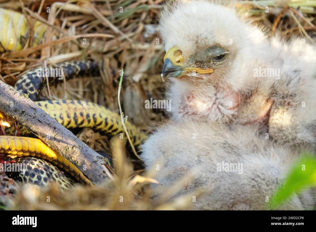 Die langbeinigen Bussarde (Buteo rufinus) sind 5 Tage alt, die Augen der Älteren sind offen. Die Eltern brachten Balkanschlange (Coluber jugularis) als Futter, Futtermittel Stockfoto