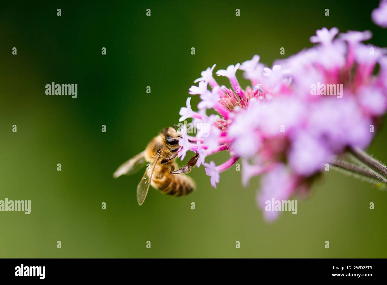 Eine westeuropäische Honigbiene auf einer violetten Eisenkraut-Blume Stockfoto Eine westeuropäische Honigbiene auf einer violetten Eisenkraut-Blume Stockfoto