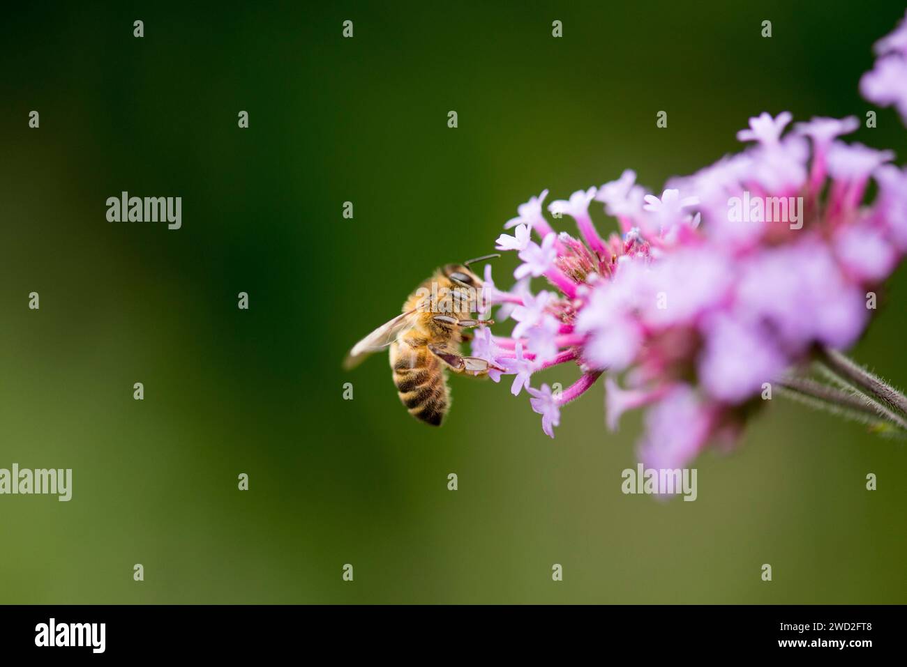 Eine westeuropäische Honigbiene auf einer violetten Eisenkraut-Blume Stockfoto Eine westeuropäische Honigbiene auf einer violetten Eisenkraut-Blume Stockfoto