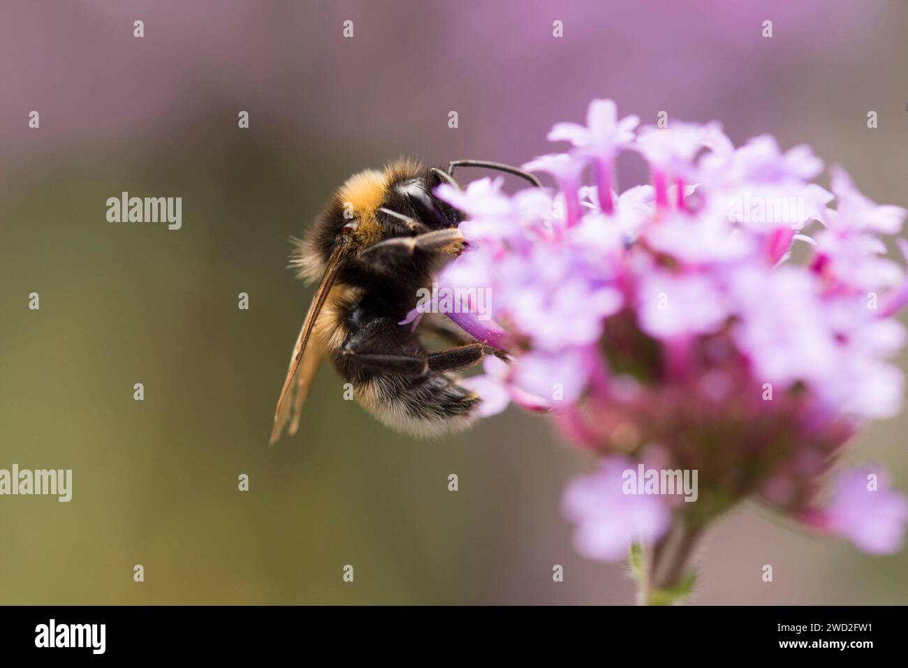 Eine kleine Gartenhummel auf einer violetten Eisenkraut-Blume Stockfoto Eine kleine Gartenhummel auf einer violetten Eisenkraut-Blume Stockfoto