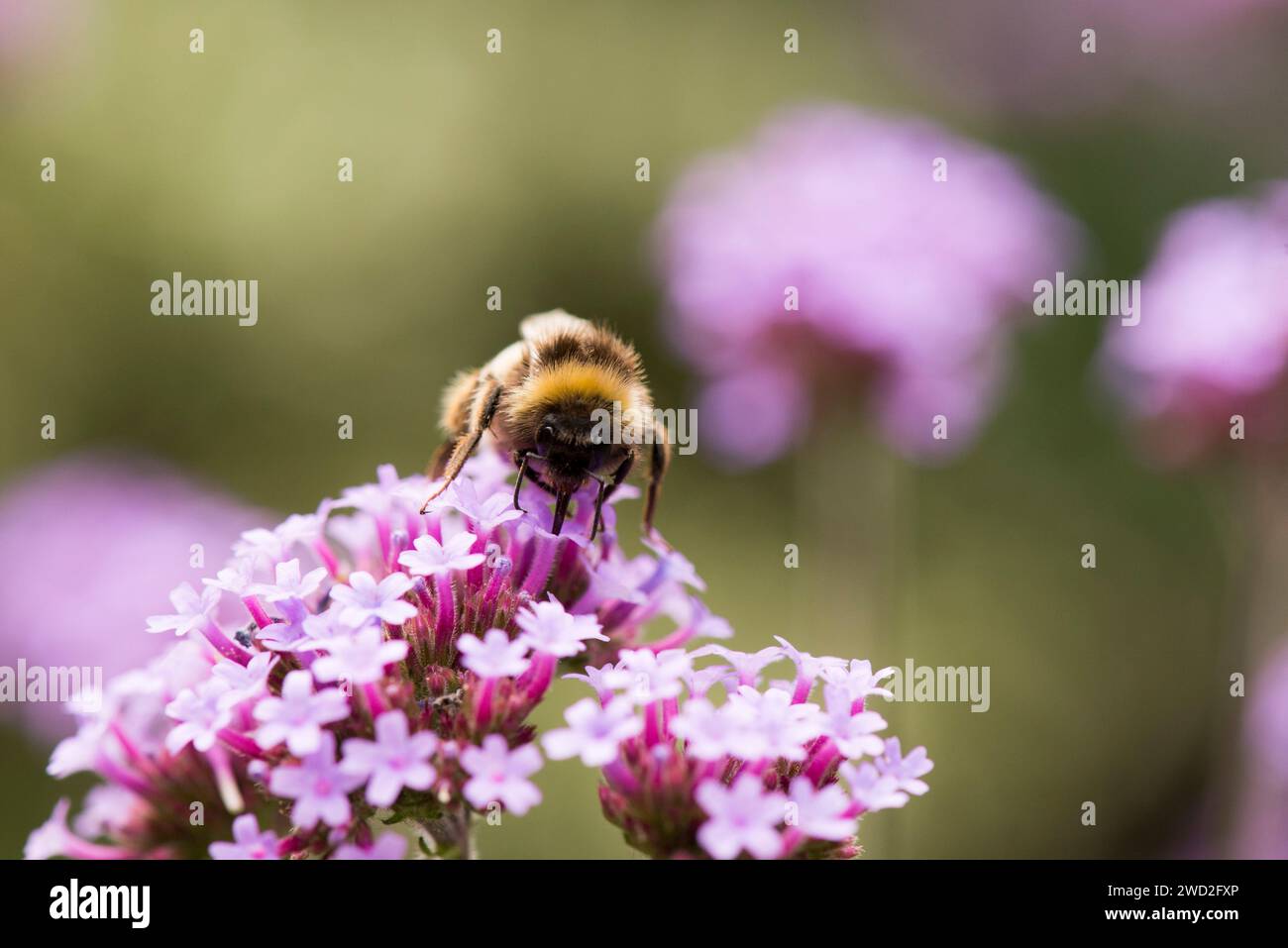 Eine Hummel, die eine violette Eisenkraut bestäubt Stockfoto Eine Hummel, die eine violette Eisenkraut bestäubt Stockfoto