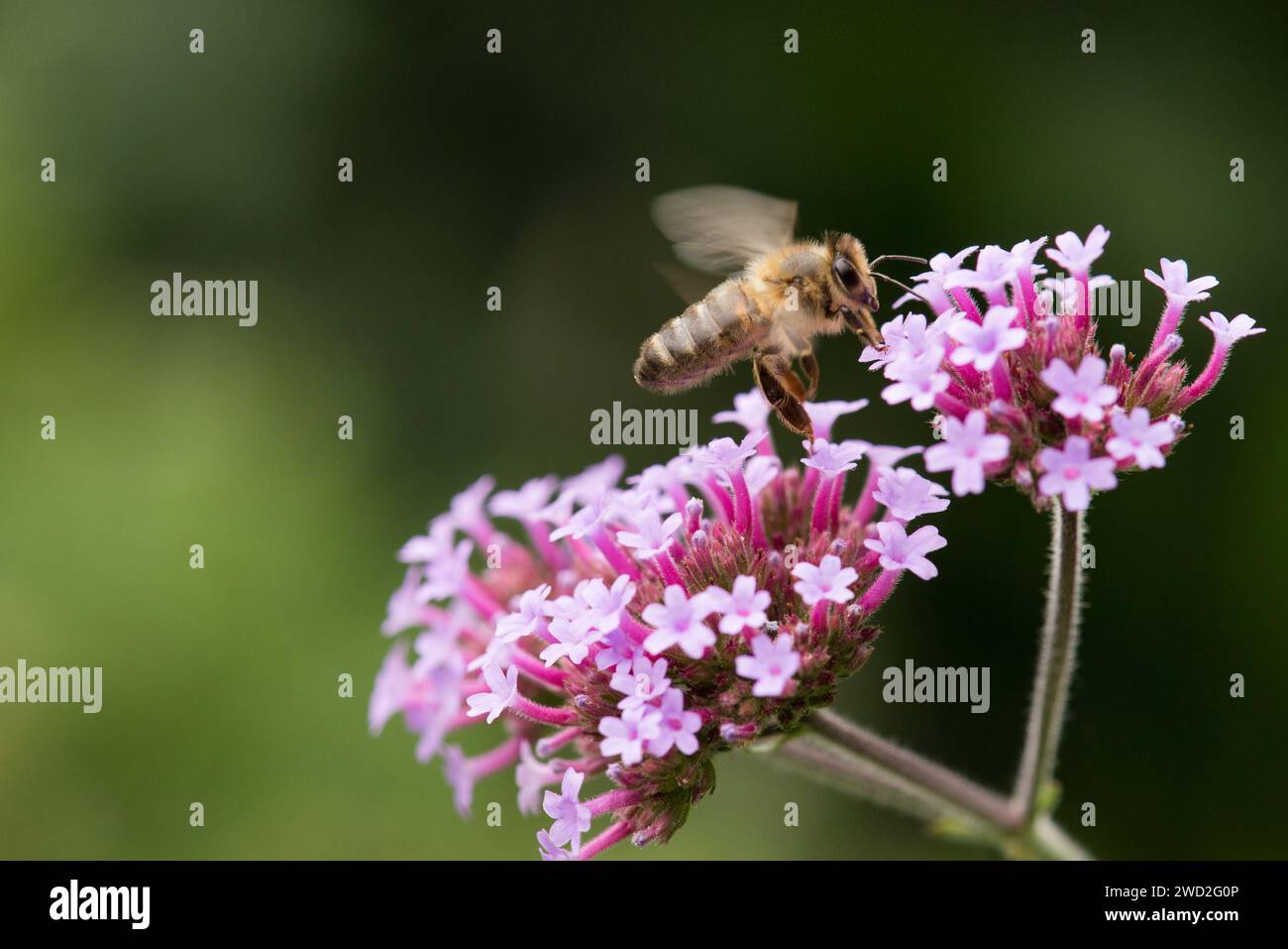 Eine westliche Honigbiene, die auf eine violette Eisenkraut fliegt Stockfoto Eine westliche Honigbiene, die auf eine violette Eisenkraut fliegt Stockfoto