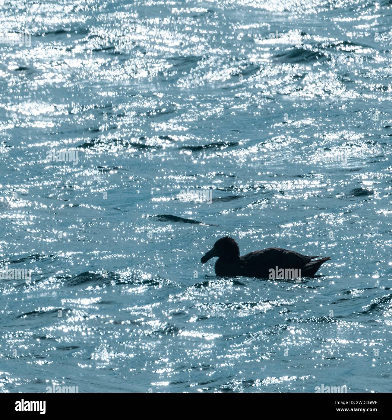 Riesensturmvogel, Halbinsel Valdes, UNESCO-Weltkulturerbe, Provinz Chubut, Patagonien, Argentinien. Stockfoto