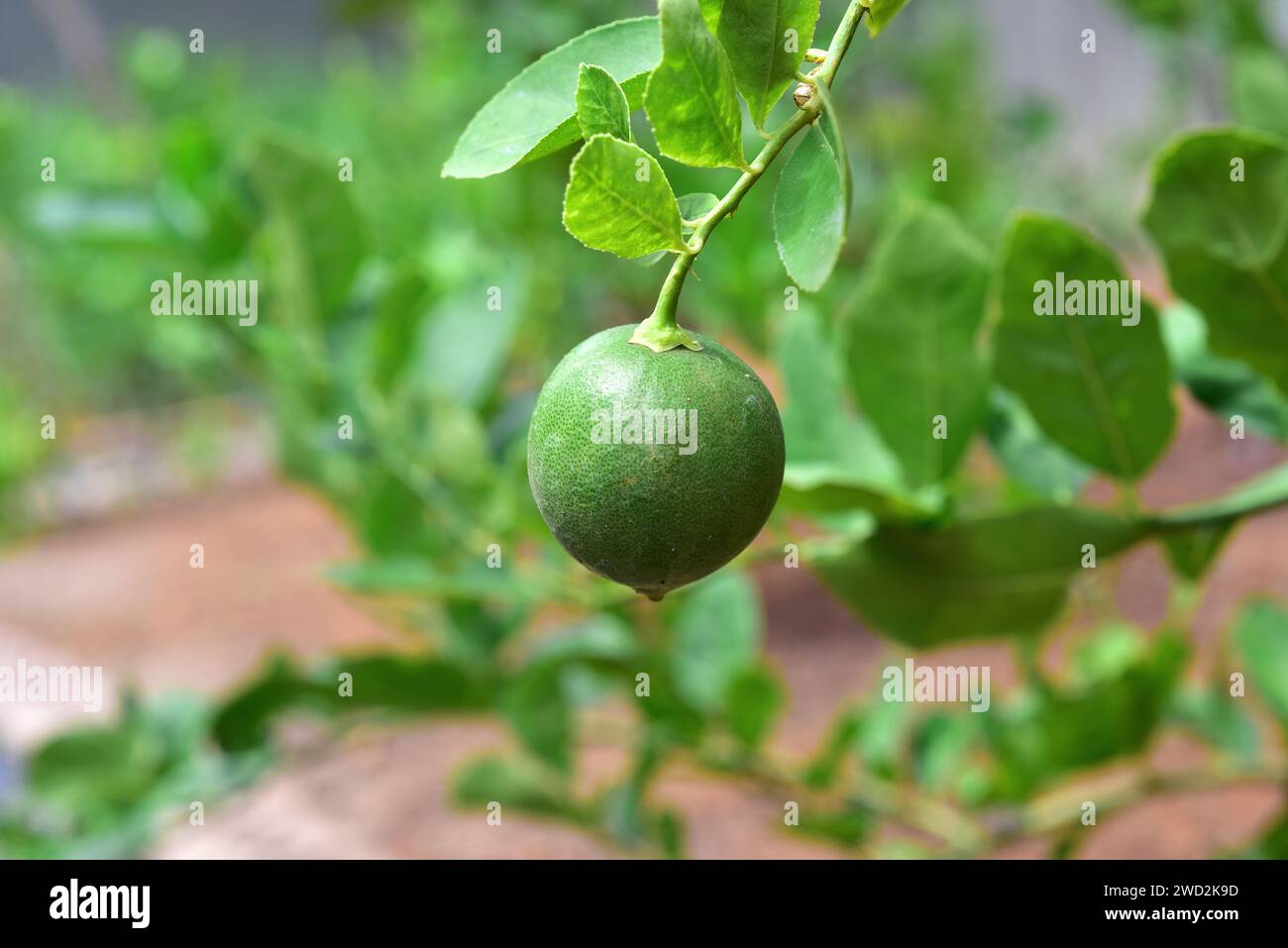 Key Lime (Citrus x aurantifolia) ist eine Hybridart zwischen Citrus medica und Citrus micrantha. Seine essbaren Früchte werden als Geschmacksmittel verwendet. Früchte de Stockfoto