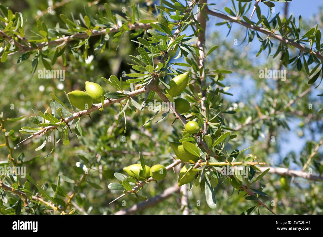 Argan (Argania spinosa oder Argania sideroxylon) ist ein Dornbaum, der im Südwesten Marokkos endemisch ist. Seine Samen enthalten ein essbares Öl, das in c sehr geschätzt wird Stockfoto