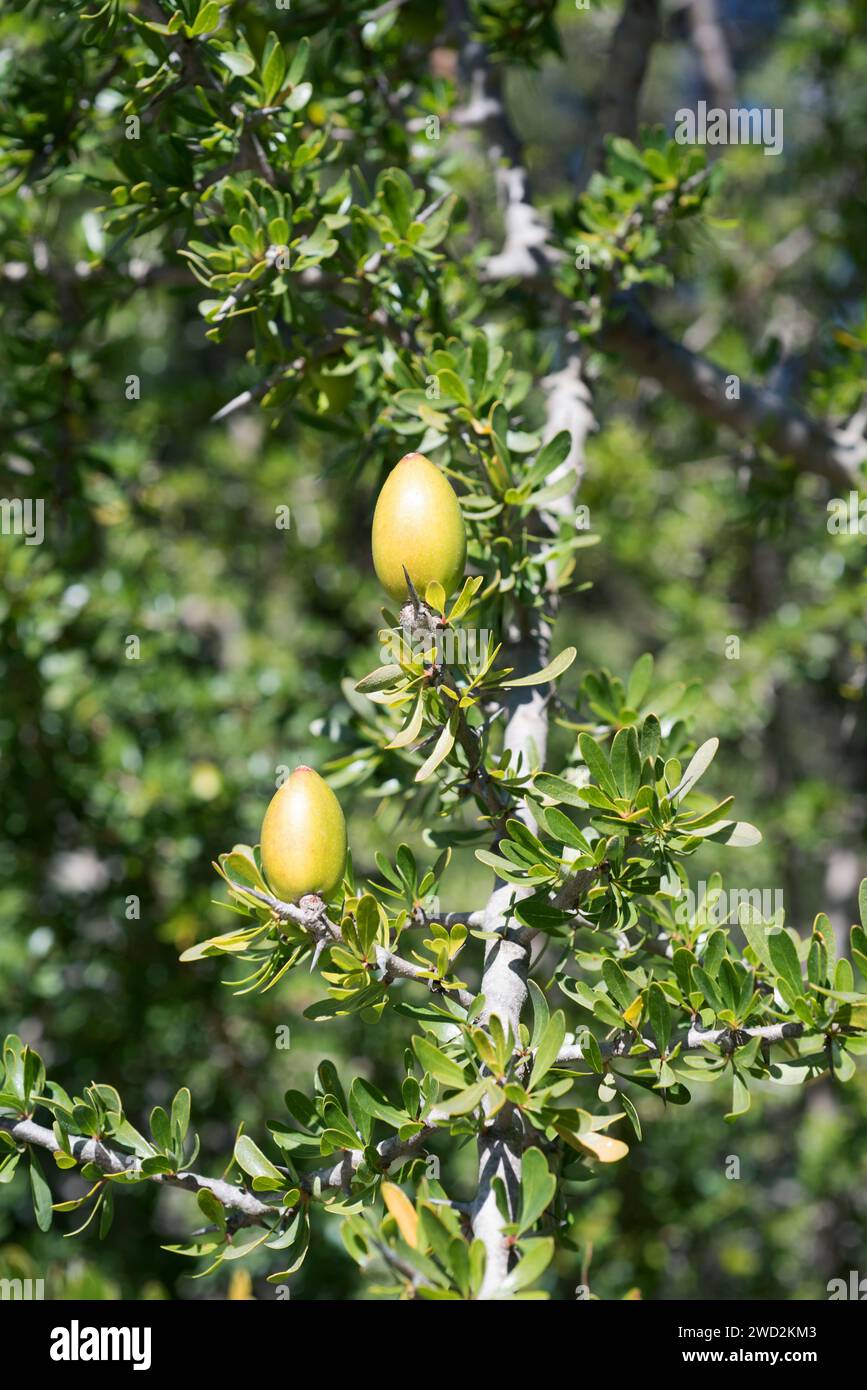 Argan (Argania spinosa oder Argania sideroxylon) ist ein Dornbaum, der im Südwesten Marokkos endemisch ist. Seine Samen enthalten ein essbares Öl, das in c sehr geschätzt wird Stockfoto