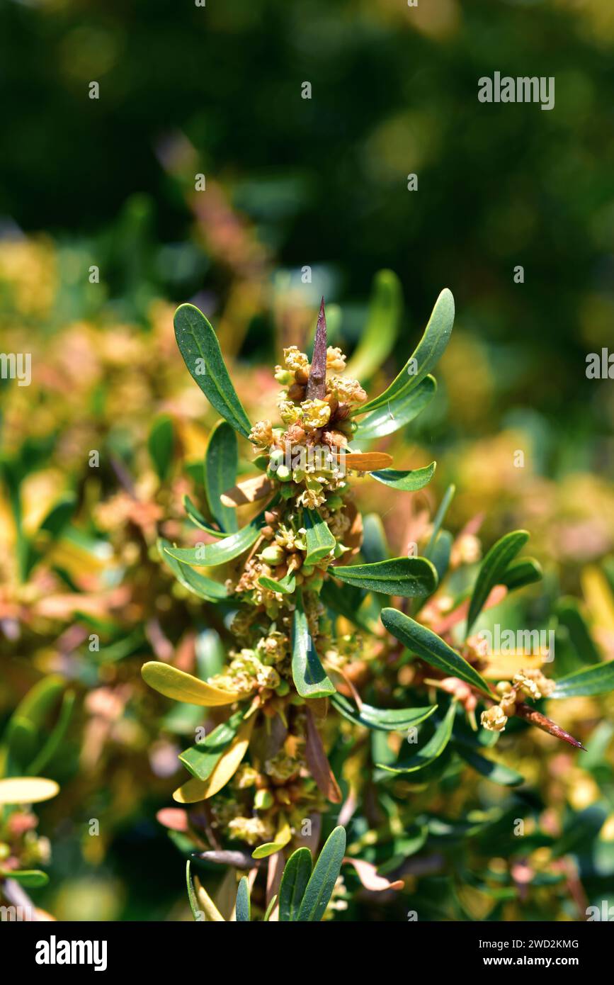 Argan (Argania spinosa oder Argania sideroxylon) ist ein Dornbaum, der im Südwesten Marokkos endemisch ist. Seine Samen enthalten ein essbares Öl, das in c sehr geschätzt wird Stockfoto