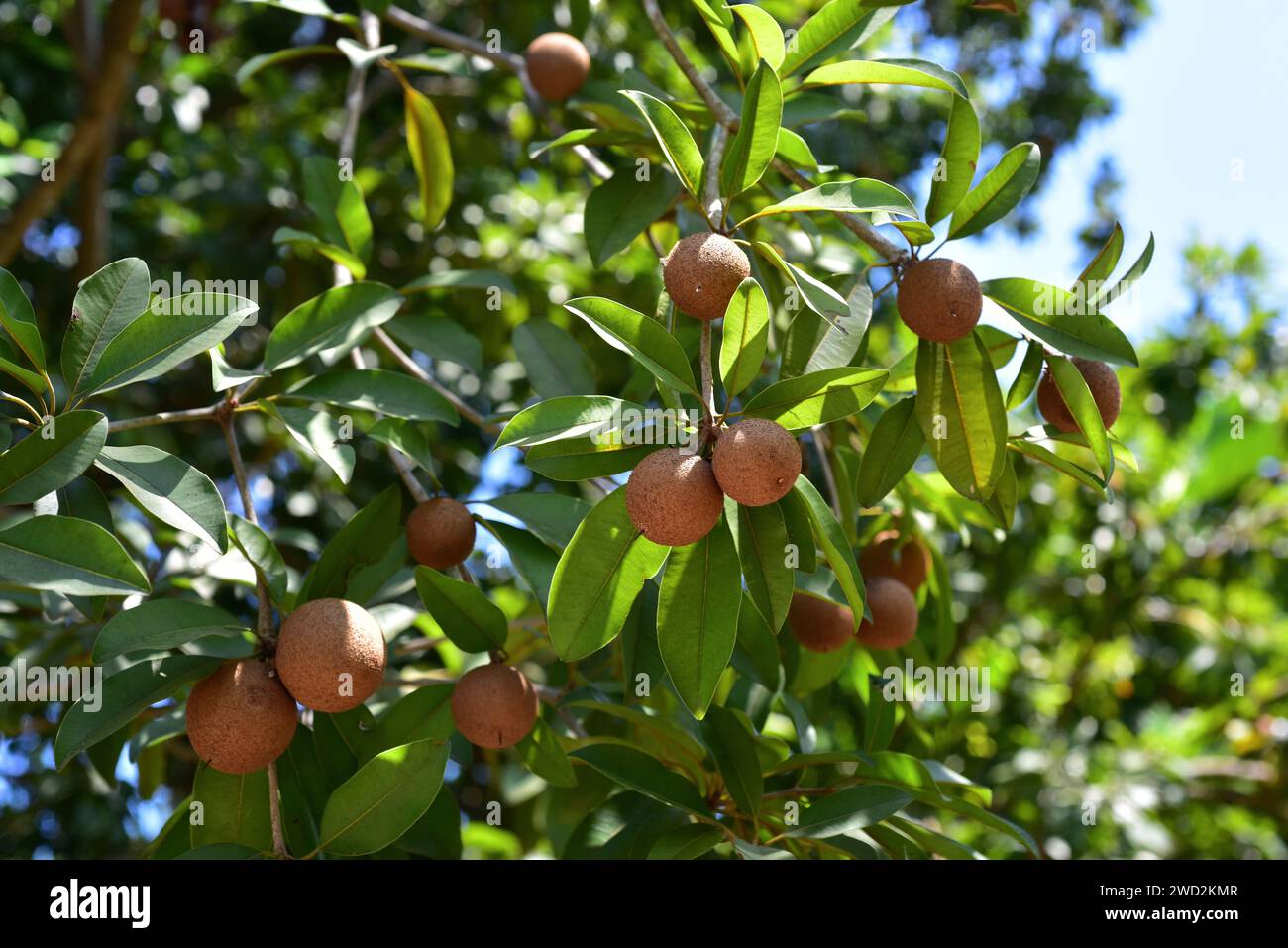 Sapodilla (Malnikara zapota) ist ein immergrüner Baum aus der Karibik, Mittelamerika und Mexiko, der in Südamerika und dem tropischen Asien eingeführt wurde. I Stockfoto